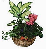 Ankara Urankent �i�ek�i firma �r�n�m�z kar���k 3 adet saks� �i�e�i i� mekan bitkileri s�s bitkisi