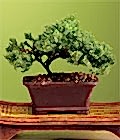 �zel ve etkilemek isteyenler i�in bonsai bitkisi minyat�r a�a�