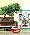 Ankara Etimesgut �i�ek�i firma �r�n�m�z Bonsai k���k japon a�ac� i� mekan s�s bitkisi