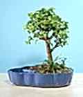 Ankara �i�ek g�nder firmam�zdan g�rsel �r�n bonsai japon minyat�r saks� �i�e�i i� mekan bitkileri s�s bitkisi