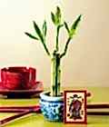 Lucky Bamboo �ans mele�i �i�e�i bambu �i�e�i Ankara Ba�lum �i�ek�i firma �r�n�m�z