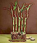 Ankara �i�ek g�nder firmam�zdan g�rsel �r�n bambu �ans bambusu saks� �i�e�i i� mekan bitkileri s�s bitkisi