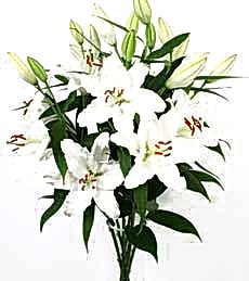 taze 3 adet kazablanka Ankara ostim �i�ek�ilik firmas� �r�n�m�z