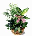 Ankara �i�ek�i d�kan� en �ok sat�lan �r�n�m�z Kar���k saks� �i�e�i i� mekan bitkileri s�s bitkisi