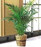 Kaliteli ve fiyat� ucuz bir �r�n Areka saks� �i�e�i i� mekan bitkileri s�s bitkisi