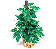 Ankara de farkl� bir �i�ek firmas� �r�n� golden pothos sarma��k saks� �i�e�i i� mekan bitkileri s�s bitkisi