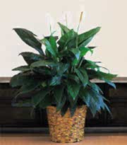 Ankara �i�ek g�nderme firmam�zdan size �zel Spathiphyllum saks� �i�e�i i� mekan bitkileri s�s bitkisi