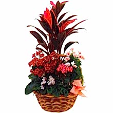 Sizlere �zel farkl� bir tanzim modeli kar���k saks� �i�e�i i� mekan bitkileri s�s bitkisi