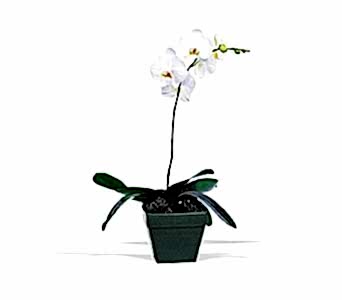 Saks�da tek dal orkide saks� �i�e�i i� mekan bitkileri s�s bitkisi Ankara �i�ek sat��� site �r�n�m�z 