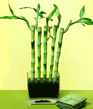 Ankara �i�ek�ilik g�rsel �i�ek modeli firmam�zdan Lucky Bamboo �ans mele�i �i�e�i bambu �i�e�i