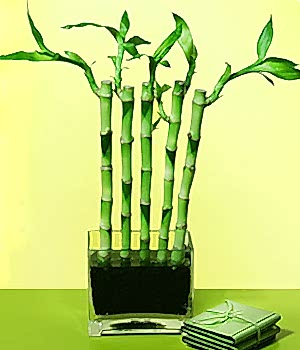 Ankara Ostim �i�ek g�nderimi firmas� �r�n�m�z  Lucky Bamboo �ans mele�i �i�e�i bambu �i�e�i