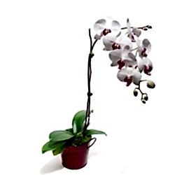 orkide saks� �i�e�i salon bitkisi Ankara �i�ek g�nder firma �r�n�m�z