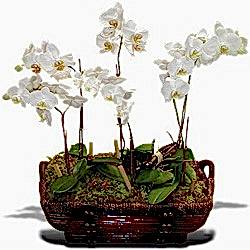 2 dal orkide saks� �i�e�i Ankara Ba�lum �i�ek�i firma �r�n�m�z