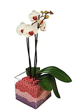 vazo i�erisinde tek dal orkide �i�e�i Ankara Ostim �i�ek g�nder en �ok sat�lan �r�n�m�z