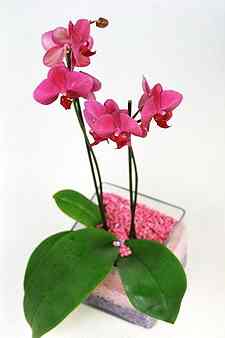 vazo i�erisinde tek dal saks� orkide �i�e�i Ankara Ostim �i�ek firmas�ndan