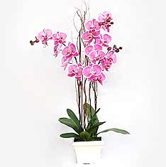 Ankara Ba�lum �i�ek�i firma �r�n�m�z 2 saks� orkide �i�e�i canl� �i�ekler
