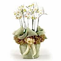 Ostim ve Ankara i�in g�rsel bir tanzim iki dal saks� orkide �i�e�i salon bitkisi