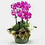Ankara Ostim �i�ek g�nderimi firmas� �r�n�m�z  iki dal saks� orkide �i�e�i