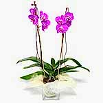 Tek dal orkide saks� �i�e�i Ankara Ke�i�ren �i�ek�i firma �r�n�m�z