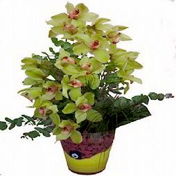 Ankara Ostim �i�ek�i firmam�zdan cam i�erisinde 2 dal kesme orkide �i�e�i