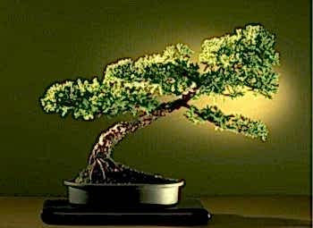 Ankara Yenimahalle �i�ek�i firma �r�n�m�z Bonsai k���k japon a�ac� i� mekan s�s bitkisi