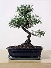 Japon a�ac� Bonsai saks� �i�e�i i� mekan bitkileri s�s bitkisi Ankara �i�ek yolla d�kkan�m�zdan