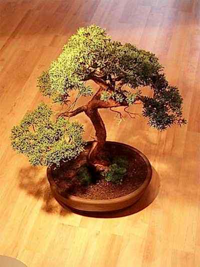 Ankara Ba�lum �i�ek�i firma �r�n�m�z Bonsai k���k japon a�ac� i� mekan s�s bitkisi