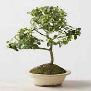 Ankara �entepe �i�ek�i firma �r�n�m�z Bonsai k���k japon a�ac� i� mekan s�s bitkisi