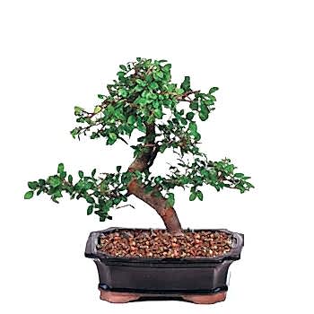 Minyat�r a�a� Bonsai saks� �i�e�i i� mekan bitkileri s�s bitkisi Ankara �i�ek�i sat��� sitemizden