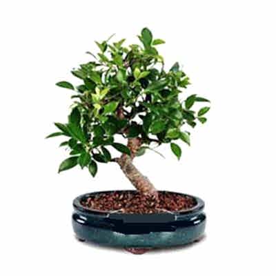 Ankara �i�ek firmam�zdan Bonsai saks� �i�e�i i� mekan bitkileri s�s bitkisi