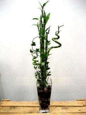 Ankara �i�ek yolla d�kkan�m�zdan Lucky Bamboo �ans mele�i �i�e�i bambu �i�e�i