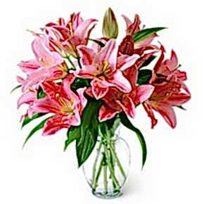 3 dal cazablanca g�rsel vazosu