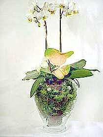 Ankara Sincan fatih �i�ek�i firmas� �r�n�m�z 1 dal saks� orkide �i�e�i i� mekan s�s bitkisi