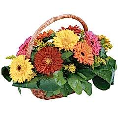 sepet i�erisinde 15 adet gerbera Ankara internetten �i�ek sat���