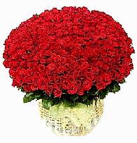 501 adet k�rm�z� g�l aranjman� Ankara online �i�ek g�nderme sipari�