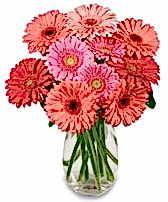 vazo i�erisinde 15 adet gerbera �i�e�i Ankara �i�ek sipari�i sitesi