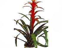 Ankara �i�ek firmam�zdan guzmanya saks� �i�e�i i� mekan bitkileri