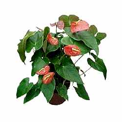 14 �ubat sevgililer g�n� firmam�zdan Anthurium saks� �i�e�i i� mekan bitkileri