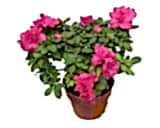 Kaliteli ve fiyat� ucuz bir �r�n A�elya saks� �i�e�i i� mekan bitkileri s�s bitkisi