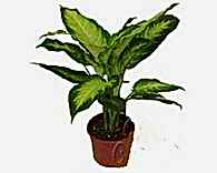 Ankara ostim �i�ek sipari�i firma �r�n�m�z Diffenbabhia saks� �i�e�i