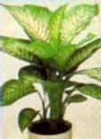 DIEFFENBACHIA SEGUINE saks� �i�e�i i� mekan bitkiler Ankara �i�ek sat��� site �r�n�m�z 